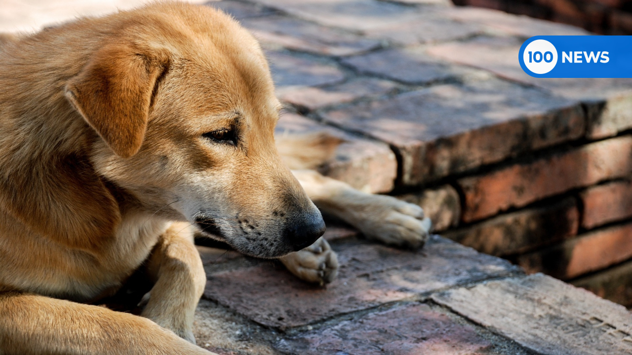 Приспособления для собак. Корм для собак. Щенок быстро. Щенок быстро. Собака ест корм.